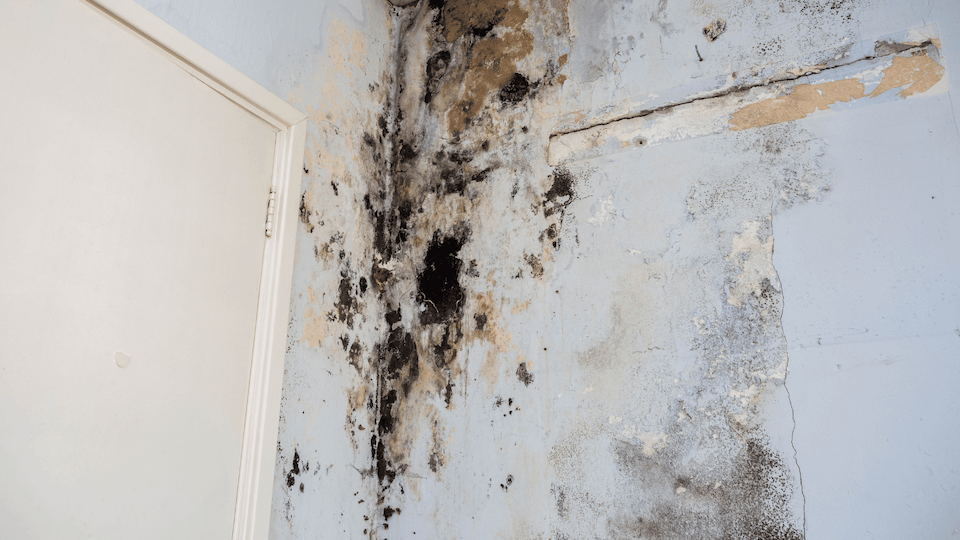 Mold remiadiation
