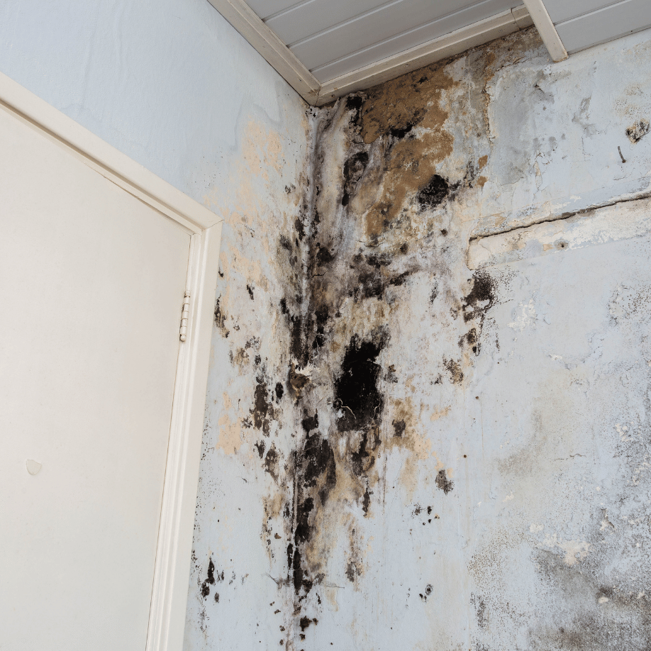 mold remediation services
